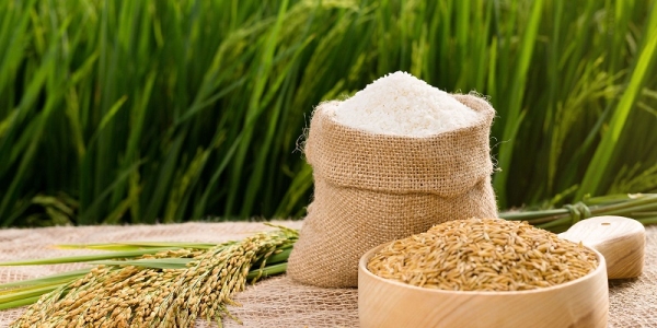 Gạo nếp cái hoa vàng - Gạo Thành Nam - Công Ty Cổ Phần Nông Sản Thực Phẩm Thành Nam